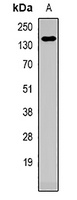 CD49b Antibody