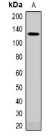 CD49f Rabbit Polyclonal Antibody