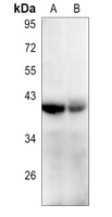 CD53 Antibody