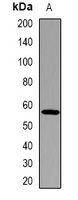 PVRL1 Antibody
