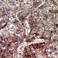 Anti-CD208 Antibody