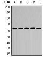 CD299 Antibody