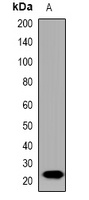 IL-19 Antibody