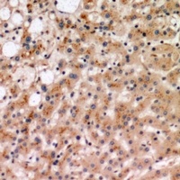 Anti-IL-19 Antibody