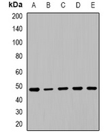 PTEN Rabbit Polyclonal Antibody