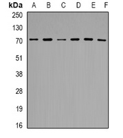 HSP72 Rabbit Polyclonal Antibody