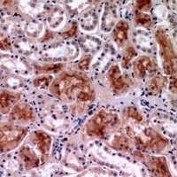 Anti-c-Rel Antibody