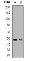 IgM Rabbit Polyclonal Antibody