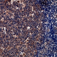 TPSD1 antibody