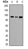 Caldesmon Rabbit Polyclonal Antibody