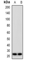 FAM3D Antibody