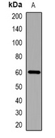 Cytochrome P450 26B1 Rabbit Polyclonal Antibody