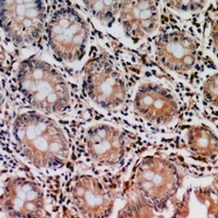 CYFIP2 antibody