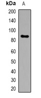 FAM48A Antibody