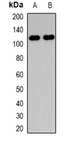 Collagen 28 alpha 1 Antibody