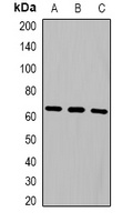 NOP56 Antibody
