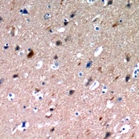 Anti-NLRX1 Antibody