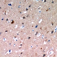 NLRX1 antibody