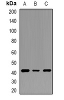 SPOP Rabbit Polyclonal Antibody