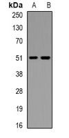 Factor IX Rabbit Polyclonal Antibody