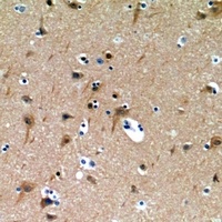 Anti-DCIR Antibody