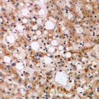 ERLIN1 antibody