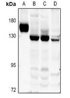 Collagen 17 alpha 1 Antibody