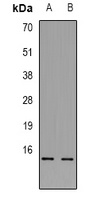 Cytochrome c Rabbit Polyclonal Antibody