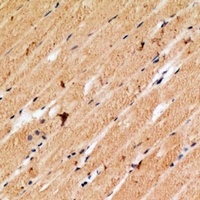 Cytochrome c Rabbit Polyclonal Antibody