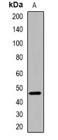 IRF3 Rabbit Polyclonal Antibody