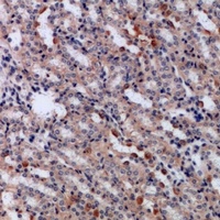 IRF3 Rabbit Polyclonal Antibody