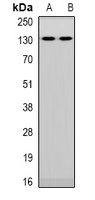 NFAT5 Antibody