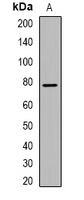 GRP78 Rabbit Polyclonal Antibody