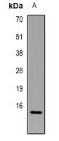 FABP7 Antibody