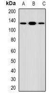 DAAM1 Antibody