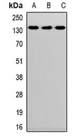 CD144 Rabbit Polyclonal Antibody