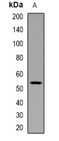 p53 (Phospho-S376) Antibody