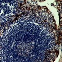 Anti-CD62P Antibody