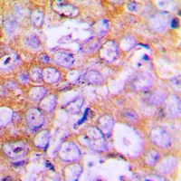 Anti-Beta-actin Antibody