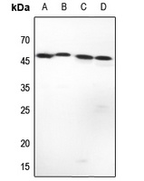 Complement C1R LC Antibody