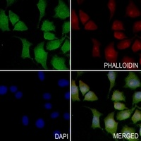 GNG12 antibody