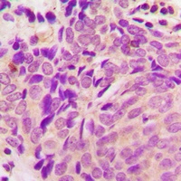 Anti-Beta-tubulin Antibody