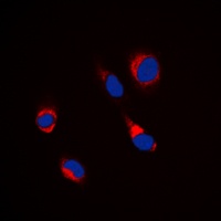 Tubulin beta 3 antibody