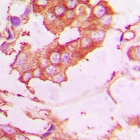 EPN2 Antibody