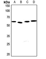 EPN3 Antibody