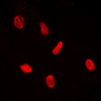 ERF (Phospho-T526) antibody
