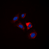 ESPL1 antibody