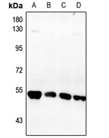 Fibulin 5 Rabbit Polyclonal Antibody