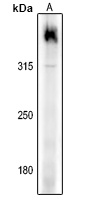 Filaggrin Antibody