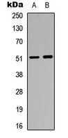 GABRA6 Rabbit Polyclonal Antibody